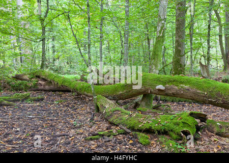 Moos eingewickelt alte Eiche gebrochen in herbstliche Landschaft Laub Stand von Bialowieza Nationalpark liegen Stockfoto