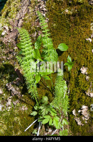 Juvenile Holz Schachtelhalm (Equisetum Sylvaticum) in Sonne Hintergrund moosigen Wald Bialowieza, Polen, Europa Stockfoto