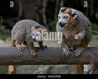 Gekrönte Lemuren (Eulemur Coronatus) männlichen Erwachsenen und Jugendlichen Stockfoto