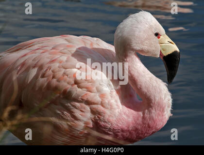 Anden Flamingo (Phoenicoparrus Andinus) Stockfoto