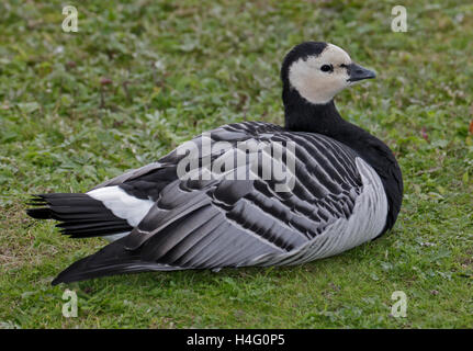Weißwangengans (Branta Leucopsis) Stockfoto