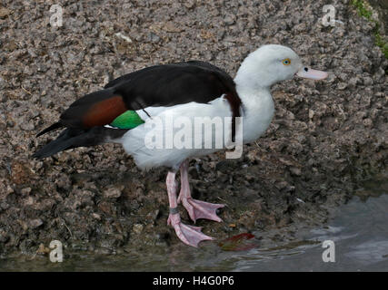 Radjah Brandgans (Tadorna Radjah) Stockfoto