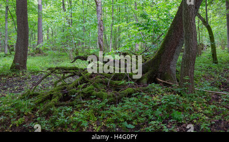 Teilweise Wind fallen über Fichte im Sommer mit Wurzeln gebrochen unter Laubbäumen, Białowieża Wald, Polen, Europa Stockfoto