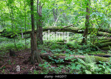 Alte Eiche gebrochen, Lügen und alten natürlichen Laub-stehen Hintergrund, Białowieża Wald, Polen, Europa Stockfoto