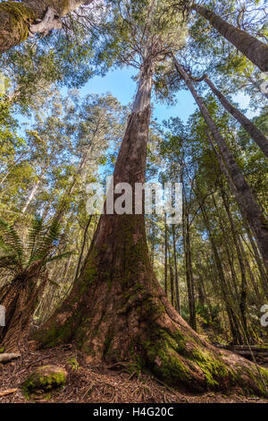 Auf der Suche nach hoch oben am hohen Eukalyptus-Baum in Mt. Field National Park, Tasmanien, Australien. Stockfoto