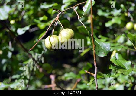 Wilde Duett von Äpfeln in einem sehr grünen Wald. Stockfoto