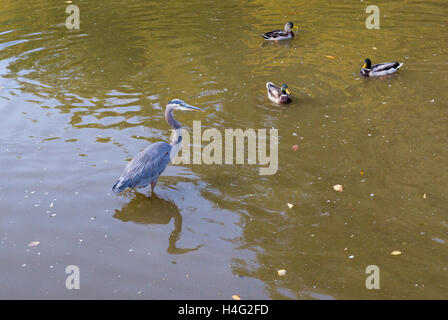 Great Blue Heron in der Zucht Gefieder steht. Stockfoto