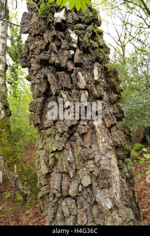 Birke, Betula Pendel, Rinde Stockfoto