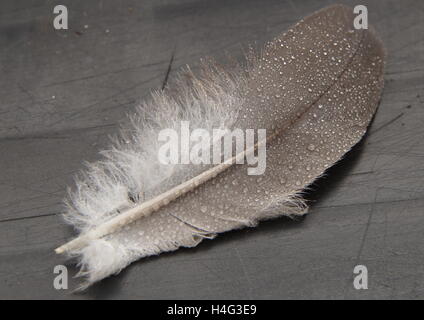 Nahaufnahme einer Feder mit Wassertropfen Stockfoto