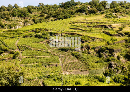 Steile Weinterrassen, Mittelrhein, Rheinland-Pfalz, Deutschland, Europa Stockfoto