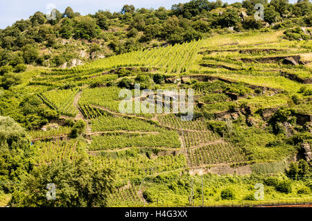 Steile Weinterrassen, Mittelrhein, Rheinland-Pfalz, Deutschland, Europa Stockfoto