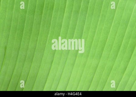 grüne Banane Blatt Textur und Detail abstrakten Hintergrund mit Textfreiraum Stockfoto