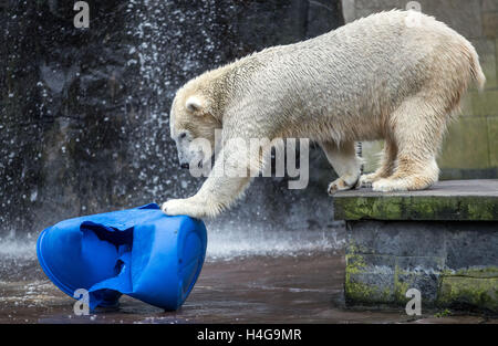 Rostock, Deutschland. 12. Oktober 2016. Fiete der Eisbär, geboren am 3. Dezember 2014, in seinem Gehege im Zoo in Rostock, Deutschland, 12. Oktober 2016 abgebildet. Ein Mangnet für Besucher in den letzten Jahren ist der Eisbär in Rostock für immer für einen Zoo in Ungarn zu verlassen. Die anderen Eisbären sind den Zoo auch vorübergehend verlassen, während ihrem Gehege neu erstellt wird. Foto: JENS Büttner/DPA/Alamy Live-Nachrichten Stockfoto