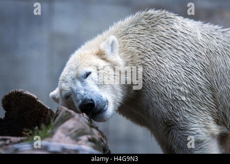 Rostock, Deutschland. 12. Oktober 2016. Fiete der Eisbär, geboren am 3. Dezember 2014, in seinem Gehege im Zoo in Rostock, Deutschland, 12. Oktober 2016 abgebildet. Ein Mangnet für Besucher in den letzten Jahren ist der Eisbär in Rostock für immer für einen Zoo in Ungarn zu verlassen. Die anderen Eisbären sind den Zoo auch vorübergehend verlassen, während ihrem Gehege neu erstellt wird. Foto: JENS Büttner/DPA/Alamy Live-Nachrichten Stockfoto