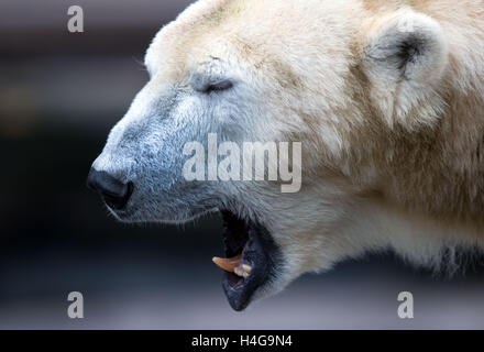 Rostock, Deutschland. 12. Oktober 2016. Vilma der Eisbär in ihr Gehege im Zoo in Rostock, Deutschland, 12. Oktober 2016 abgebildet. Die Eisbären sind den Zoo auch vorübergehend verlassen, während ihrem Gehege neu erstellt wird. Foto: JENS Büttner/DPA/Alamy Live-Nachrichten Stockfoto