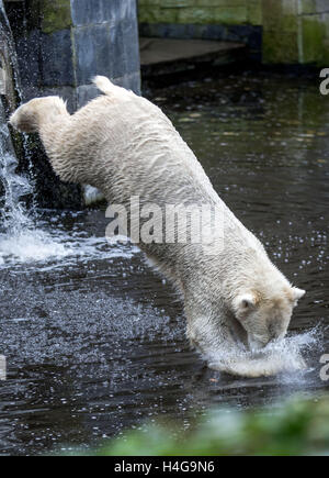 Rostock, Deutschland. 12. Oktober 2016. Fiete der Eisbär, geboren am 3. Dezember 2014, in seinem Gehege im Zoo in Rostock, Deutschland, 12. Oktober 2016 abgebildet. Ein Mangnet für Besucher in den letzten Jahren ist der Eisbär in Rostock für immer für einen Zoo in Ungarn zu verlassen. Die anderen Eisbären sind den Zoo auch vorübergehend verlassen, während ihrem Gehege neu erstellt wird. Foto: JENS Büttner/DPA/Alamy Live-Nachrichten Stockfoto