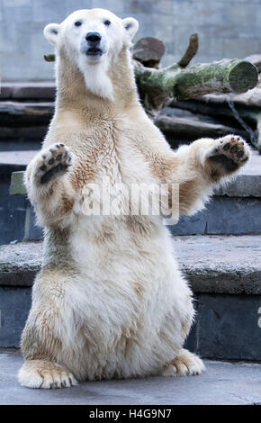 Rostock, Deutschland. 12. Oktober 2016. Vilma der Eisbär in ihr Gehege im Zoo in Rostock, Deutschland, 12. Oktober 2016 abgebildet. Die Eisbären sind den Zoo auch vorübergehend verlassen, während ihrem Gehege neu erstellt wird. Foto: JENS Büttner/DPA/Alamy Live-Nachrichten Stockfoto