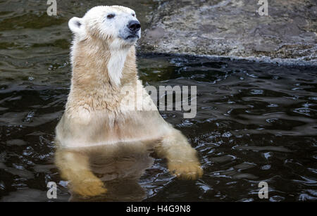 Rostock, Deutschland. 12. Oktober 2016. Fiete der Eisbär, geboren am 3. Dezember 2014, in seinem Gehege im Zoo in Rostock, Deutschland, 12. Oktober 2016 abgebildet. Ein Mangnet für Besucher in den letzten Jahren ist der Eisbär in Rostock für immer für einen Zoo in Ungarn zu verlassen. Die anderen Eisbären sind den Zoo auch vorübergehend verlassen, während ihrem Gehege neu erstellt wird. Foto: JENS Büttner/DPA/Alamy Live-Nachrichten Stockfoto