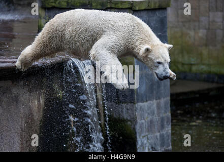 Rostock, Deutschland. 12. Oktober 2016. Fiete der Eisbär, geboren am 3. Dezember 2014, in seinem Gehege im Zoo in Rostock, Deutschland, 12. Oktober 2016 abgebildet. Ein Mangnet für Besucher in den letzten Jahren ist der Eisbär in Rostock für immer für einen Zoo in Ungarn zu verlassen. Die anderen Eisbären sind den Zoo auch vorübergehend verlassen, während ihrem Gehege neu erstellt wird. Foto: JENS Büttner/DPA/Alamy Live-Nachrichten Stockfoto