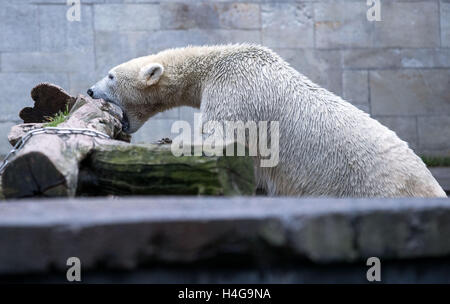 Rostock, Deutschland. 12. Oktober 2016. Fiete der Eisbär, geboren am 3. Dezember 2014, in seinem Gehege im Zoo in Rostock, Deutschland, 12. Oktober 2016 abgebildet. Ein Mangnet für Besucher in den letzten Jahren ist der Eisbär in Rostock für immer für einen Zoo in Ungarn zu verlassen. Die anderen Eisbären sind den Zoo auch vorübergehend verlassen, während ihrem Gehege neu erstellt wird. Foto: JENS Büttner/DPA/Alamy Live-Nachrichten Stockfoto