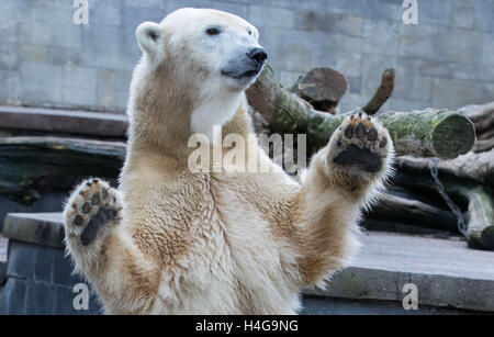 Rostock, Deutschland. 12. Oktober 2016. Vilma der Eisbär in ihr Gehege im Zoo in Rostock, Deutschland, 12. Oktober 2016 abgebildet. Die Eisbären sind den Zoo auch vorübergehend verlassen, während ihrem Gehege neu erstellt wird. Foto: JENS Büttner/DPA/Alamy Live-Nachrichten Stockfoto