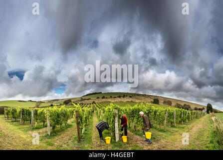 Breaky unten, Lewes, UK. 16. Oktober 2016. Freiwillige Jemima Hastings und Angus Mackie Kommissionierung Trauben Breaky unten Weinberg in der Nähe von Lewes in East Sussex. Hinweis Dies ist ein PHOTOMERGE mehrere FRAMES Credit: Andrew Hasson/Alamy Live-Nachrichten Stockfoto