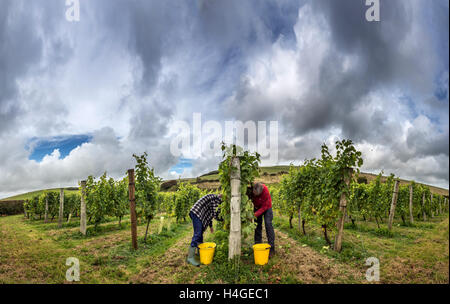 Breaky unten, Lewes, UK. 16. Oktober 2016. Freiwillige Jemima Hastings und Angus Mackie Kommissionierung Trauben Breaky unten Weinberg in der Nähe von Lewes in East Sussex. Hinweis Dies ist ein PHOTOMERGE mehrere FRAMES Credit: Andrew Hasson/Alamy Live-Nachrichten Stockfoto