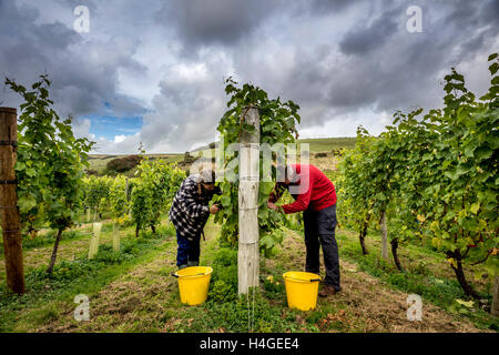 Breaky unten, Lewes, UK. 16. Oktober 2016. Freiwillige Jemima Hastings und Angus Mackie Kommissionierung Trauben Breaky unten Weinberg in der Nähe von Lewes in East Sussex. Bildnachweis: Andrew Hasson/Alamy Live-Nachrichten Stockfoto