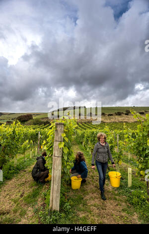 Breaky unten, Lewes, UK. 16. Oktober 2016. Freiwillige Helfer und Freunde sammeln Trauben an Breaky unten Weinberg in der Nähe von Lewes in East Sussex. Bildnachweis: Andrew Hasson/Alamy Live-Nachrichten Stockfoto