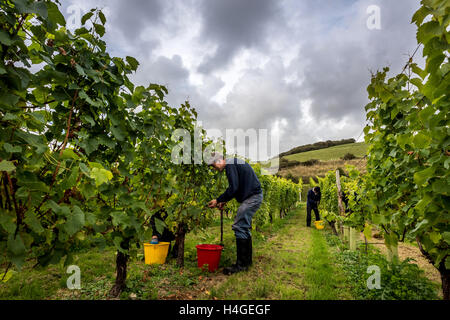 Breaky unten, Lewes, UK. 16. Oktober 2016. Freiwillige Helfer und Freunde sammeln Trauben an Breaky unten Weinberg in der Nähe von Lewes in East Sussex. Bildnachweis: Andrew Hasson/Alamy Live-Nachrichten Stockfoto