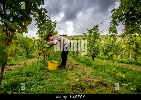 Breaky unten, Lewes, UK. 16. Oktober 2016. Freiwillige Helfer und Freunde sammeln Trauben an Breaky unten Weinberg in der Nähe von Lewes in East Sussex. Bildnachweis: Andrew Hasson/Alamy Live-Nachrichten Stockfoto