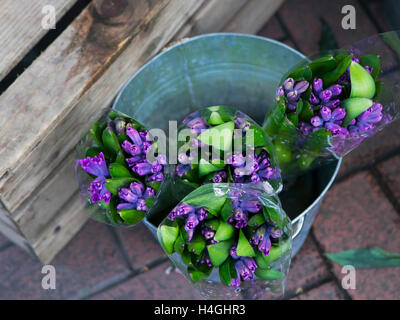 Hyazinthe Anlage umgeben von verschiedenen Blumen im Blumenladen. Selektiven Fokus Stockfoto