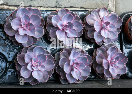 Echeveria Sukkulente Rosette in Keramik-Becher mit hellen gelb grün Hintergrundunschärfe Exemplar, Tablett mit kleinen Sukkulenten Stockfoto