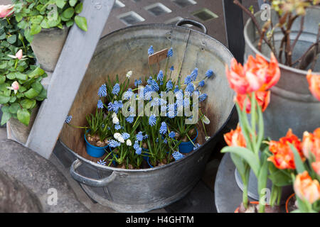 Muscari Botryoides Blumen auch bekannt als blaue Trauben Hyazinthe Stockfoto