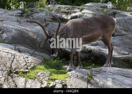 Ein Zoo in Skansen, das erste Freilichtmuseum der Welt, bietet nordische Tiere, wie das Rentier.  Stockholm, Schweden. Stockfoto