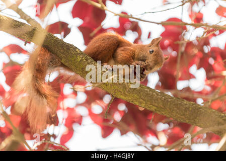 Ein Eichhörnchen Essen eine Kirsche auf einem Ast im Baum Stockfoto