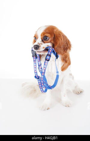 Ausgebildete cavalier King Charles Spaniel weißen Hintergrund Studiofotografie. Hund mit Gurt, die darauf warten, Gehzeit. Stockfoto