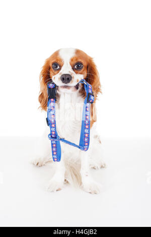 Ausgebildete cavalier King Charles Spaniel weißen Hintergrund Studiofotografie. Hund mit Gurt, die darauf warten, Gehzeit. Stockfoto