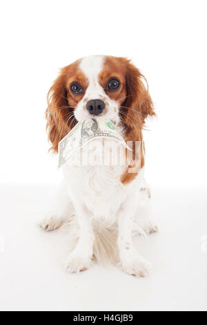 Hunde und Haustiere haben Kosten wichtige finanzielle Verantwortung, wenn Sie krank werden. Cavalier King Charles halten Geld zu illustrieren. Stockfoto