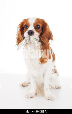 Hunde und Haustiere haben Kosten wichtige finanzielle Verantwortung, wenn Sie krank werden. Cavalier King Charles halten Geld zu illustrieren. Stockfoto