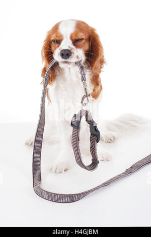 Cavalier King Charles Spaniel studio Fotos. Unfälle vermeiden Welpen verloren. Abbildung gegen Hund verloren. Stockfoto