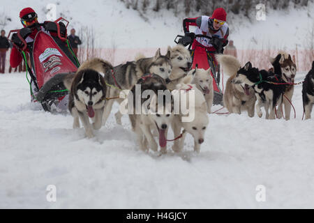 Sportler während der Schlittenhunde Rennen "Suzdal Field" in der Stadt Susdal, Vladimir Region, Russland Stockfoto