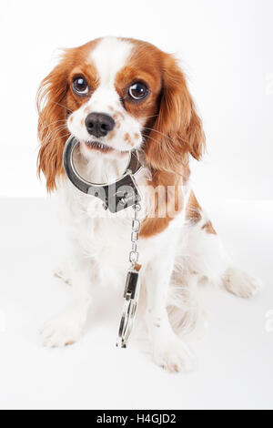 Cavalier King Charles Spaniel Studio Fotos gegen Tierquälerei. Lieben Sie Tiere. Hund mit Handschellen zeigen Verbrechen. Stockfoto