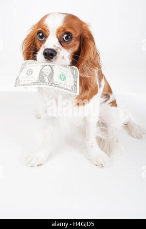 Ausgebildete Cavalier King Charles Spaniel Welpen halten Dollarschein zu zahlen etwas oder Bedürfnisse oder Gebühren zu veranschaulichen. Studio-Hintergrund. Stockfoto