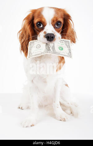 Ausgebildete Cavalier King Charles Spaniel Welpen halten Dollarschein zu zahlen etwas oder Bedürfnisse oder Gebühren zu veranschaulichen. Studio-Hintergrund. Stockfoto