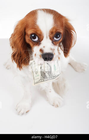 Ausgebildete Cavalier King Charles Spaniel Welpen halten Dollarschein zu zahlen etwas oder Bedürfnisse oder Gebühren zu veranschaulichen. Studio-Hintergrund. Stockfoto