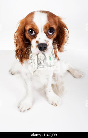 Ausgebildete Cavalier King Charles Spaniel Welpen halten Dollarschein zu zahlen etwas oder Bedürfnisse oder Gebühren zu veranschaulichen. Studio-Hintergrund. Stockfoto