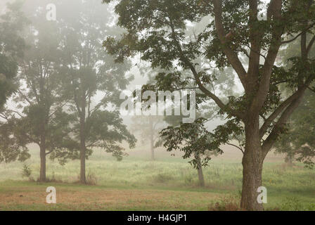 "Nebel, Grove #2" Southern Illinois Stockfoto