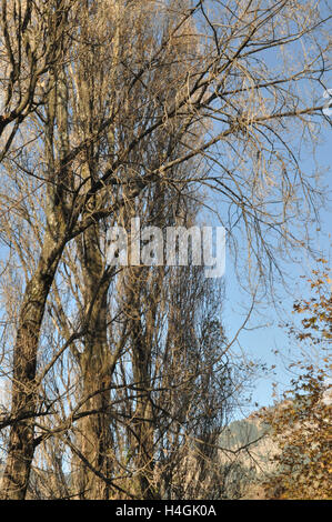 Nainital, Uttarakhand, Indien - 11. November 2015: Schönheit der blattlosen beliebte Bäume in der Nähe von Band Stand auf der Mallital, Nainital, Indien. Stockfoto