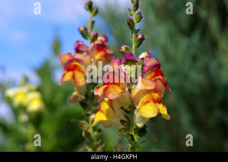 Löwenmaul Blumen Im Sommergarten - Snapdragon Blume im Sommergarten Stockfoto